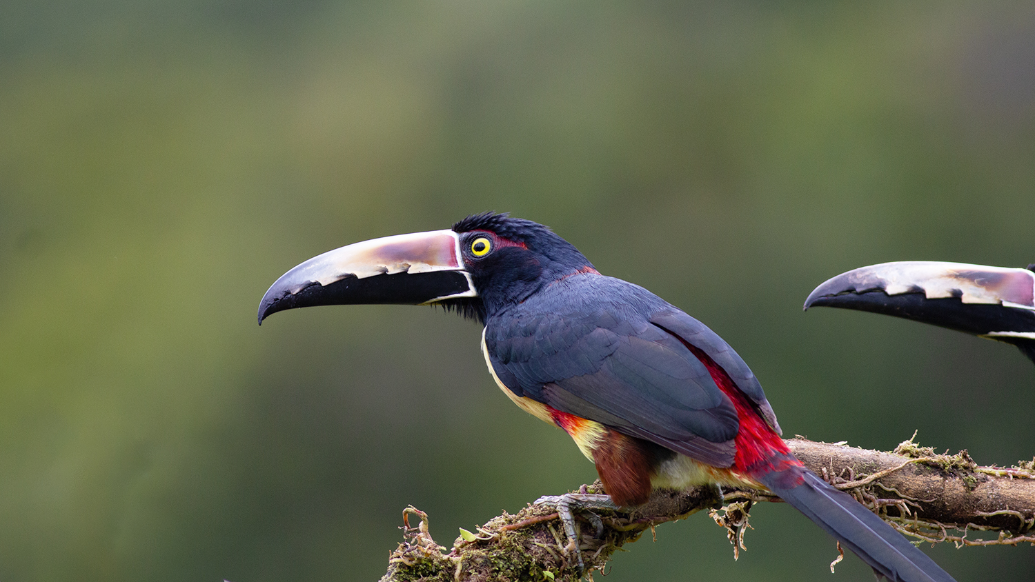 Collared Aracari